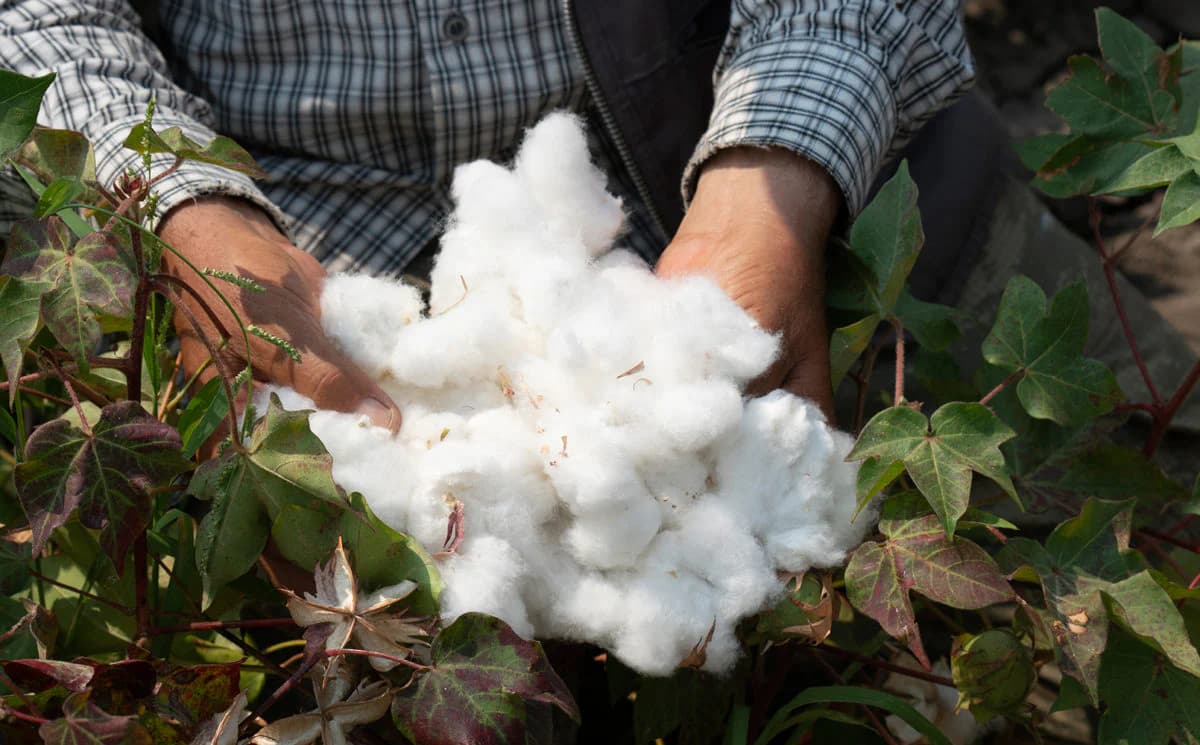 Organic cotton — The Next Movement