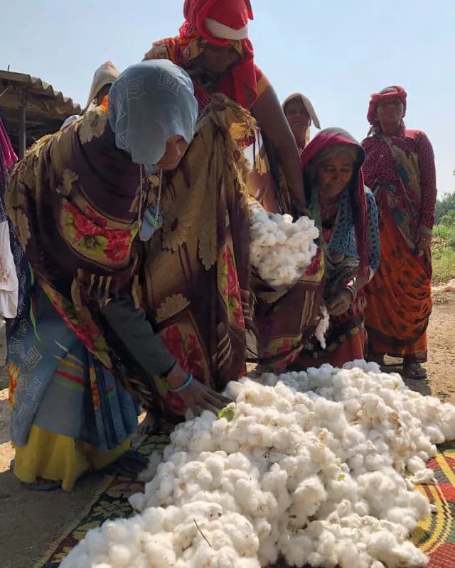 Organic cotton field